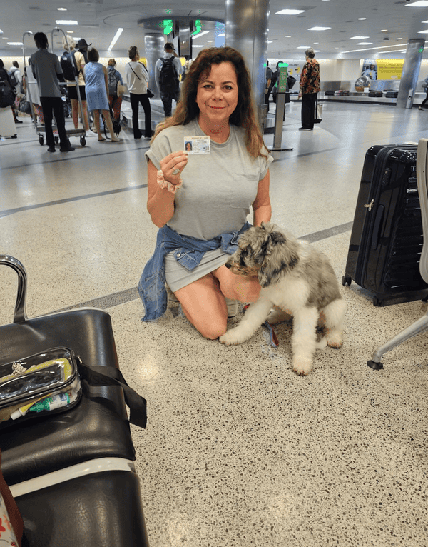 Customer photo of Poodle, Standard puppy from Dee Dee Ann L.