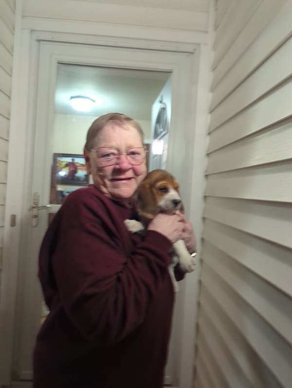 Customer photo of Beagle puppy from Linda L.