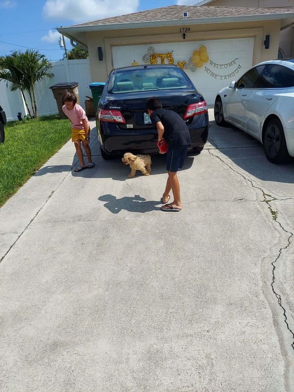 Customer photo of Goldendoodle puppy from Pablo H.