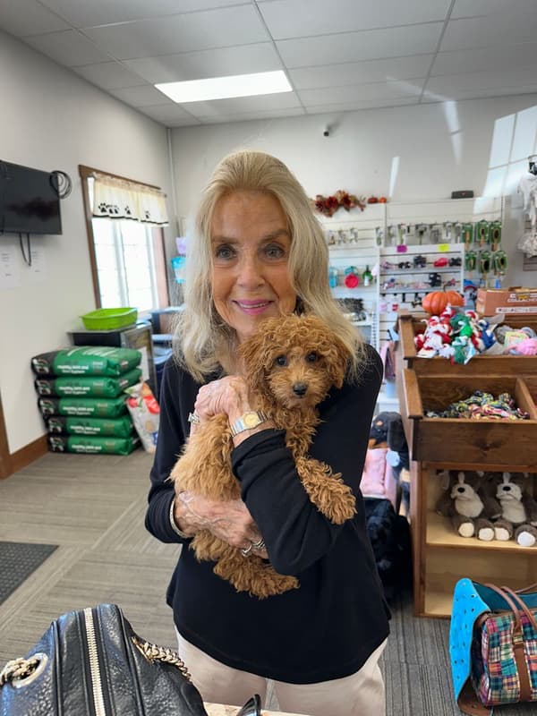 Customer photo of Poodle, Toy puppy from Patricia F.
