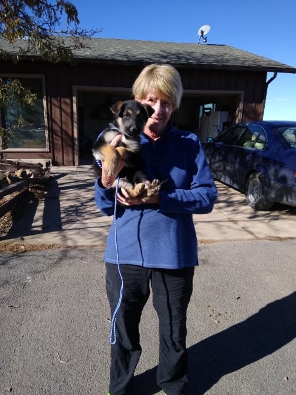 Customer photo of Shepadoodle puppy from Randi H.