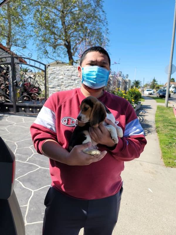Customer photo of Beagle puppy from Danh T.