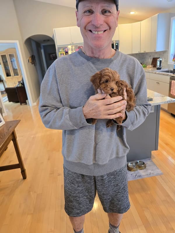 Customer photo of Malti Poo - Maltipoo puppy from Steven H.