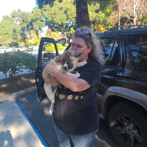 Customer photo of Akita puppy from Melinda C.