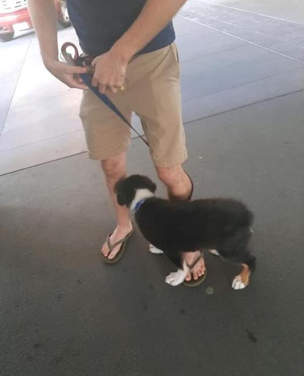 Customer photo of Australian Shepherd puppy from Jeff D.