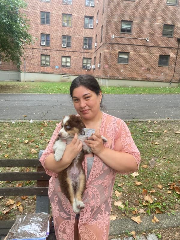 Customer photo of Miniature Australian Shepherd puppy from Jennifer A.