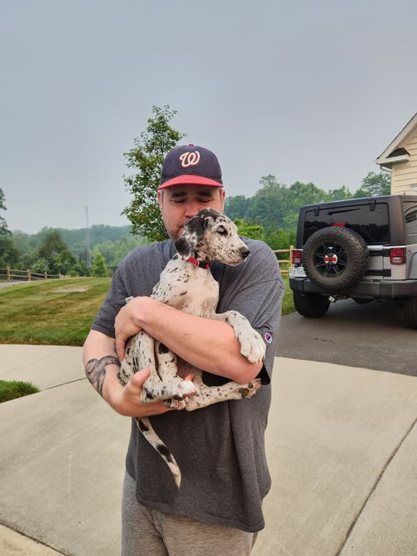 Customer photo of Great Dane puppy from Brian B. 