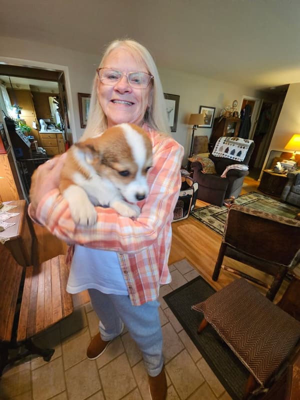 Customer photo of Corgi, Pembroke Welsh puppy from Lynn H.
