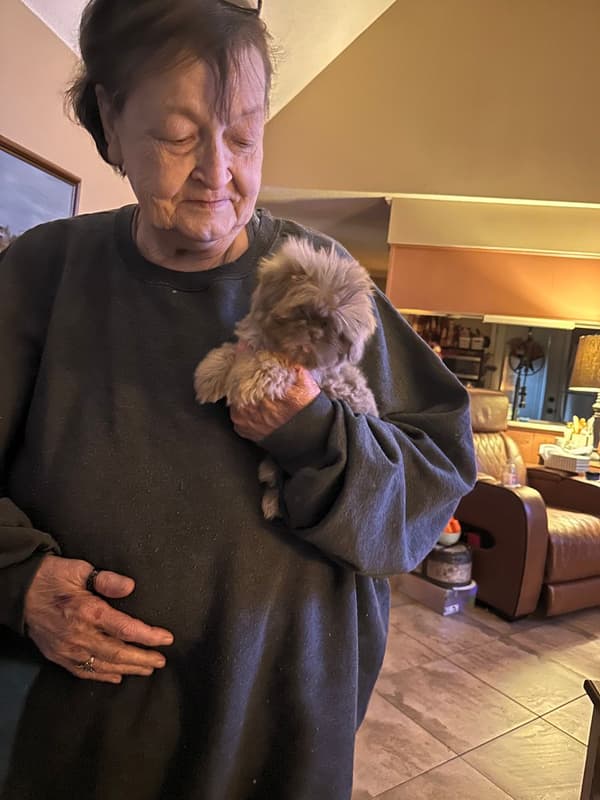 Customer photo of Shih Tzu puppy from Patsy W.