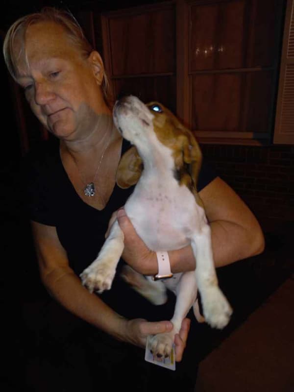 Customer photo of Beagle puppy from Kerry S.