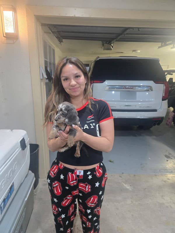 Customer photo of Dachshund, Mini puppy from Aislin A.