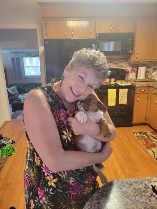 Customer photo of English Bulldog puppy from Carol T.