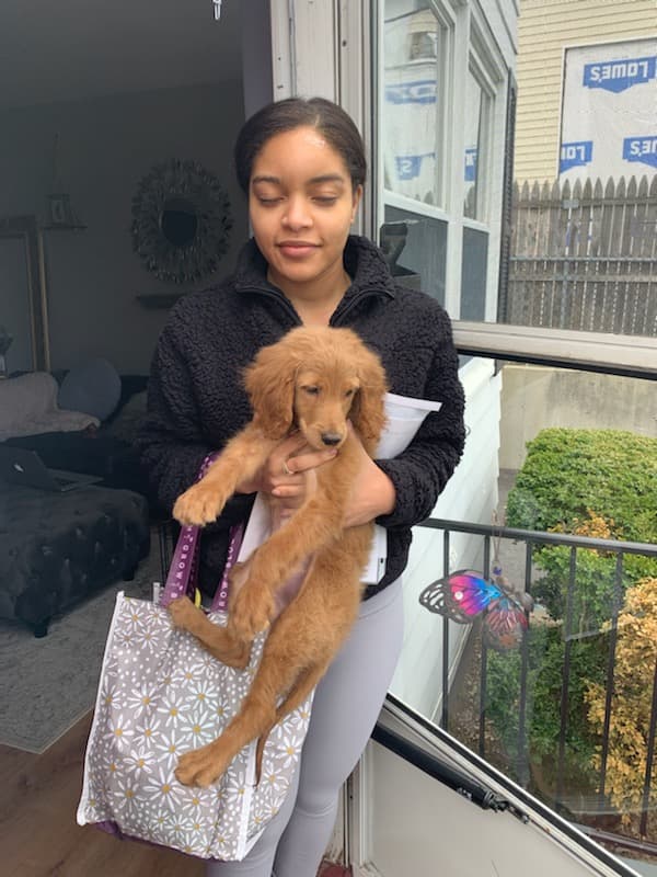 Customer photo of Goldendoodle puppy from Philip B.