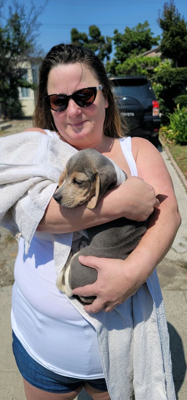 Customer photo of Beagle puppy from Dee Dee A.