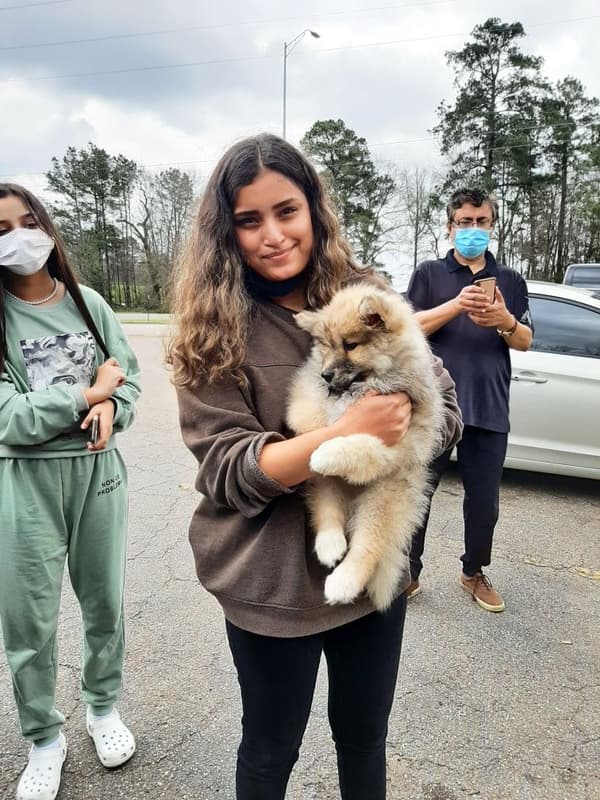 Customer photo of Pomsky puppy from Kinza B.