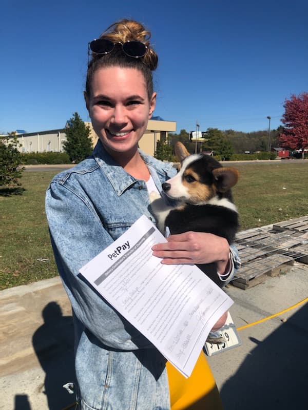 Customer photo of Corgi, Pembroke Welsh puppy from Emily C.