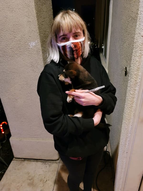 Customer photo of Shiba Inu puppy from Abby S.