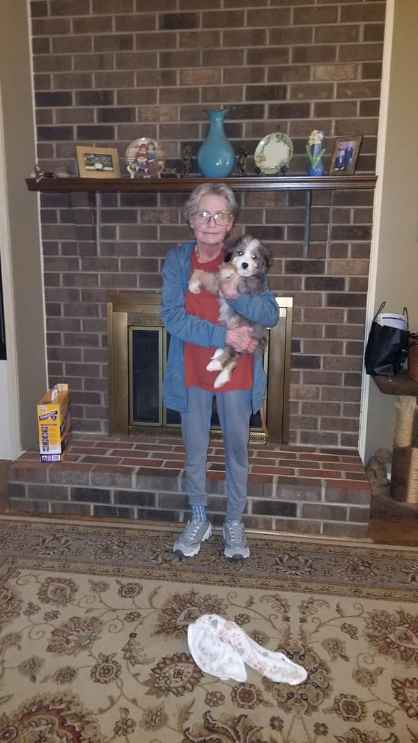 Customer photo of Bernedoodle, Mini puppy from Susan B.