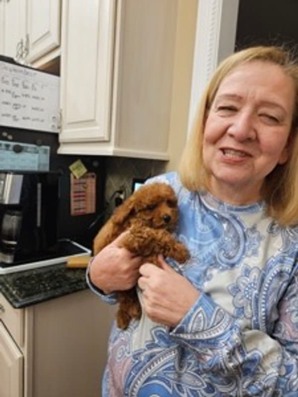 Customer photo of Poodle, Toy puppy from Jane C.