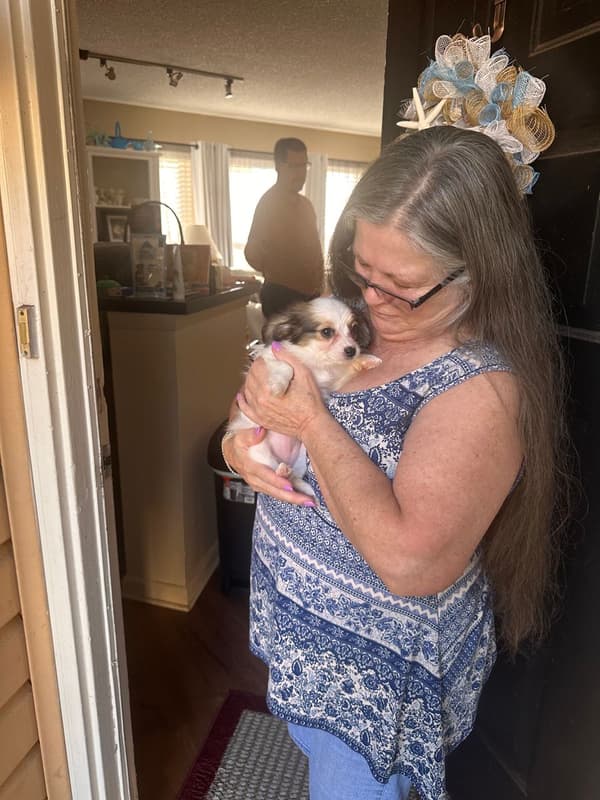 Customer photo of Papillon puppy from Sharon C.