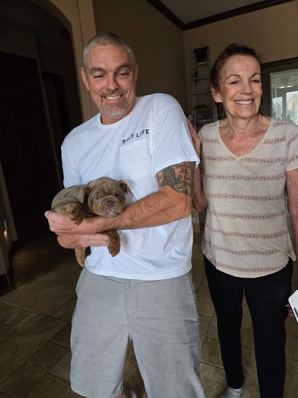 Customer photo of English Bulldog puppy from Phyllis B.