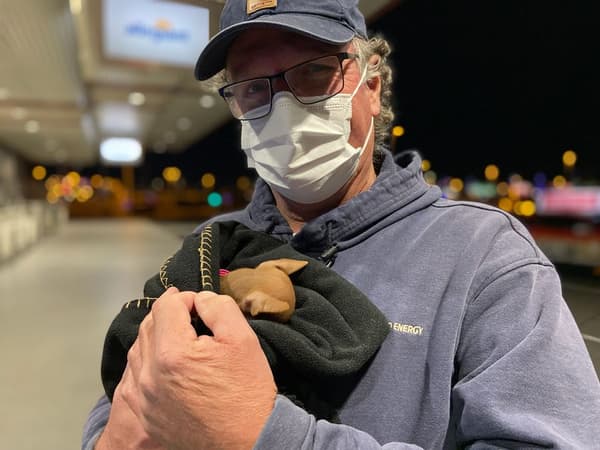 Customer photo of Chihuahua puppy from Mark D.