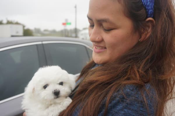 Customer photo of Bichon Frise puppy from Savani J. 