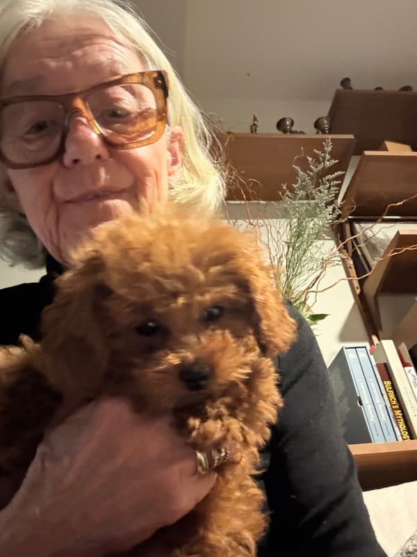 Customer photo of Poodle, Toy puppy from Dagmar R.