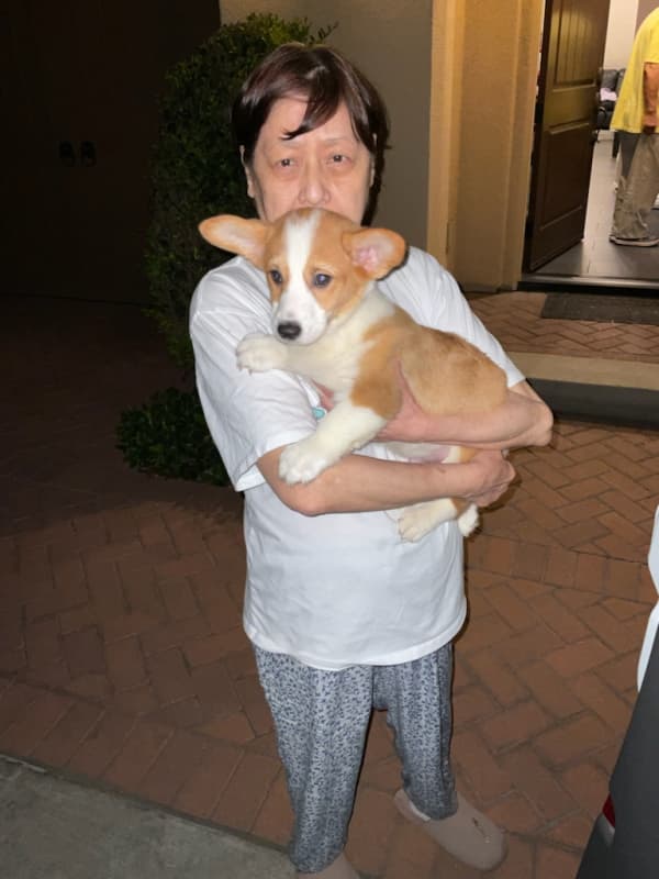 Customer photo of Corgi, Pembroke Welsh puppy from Jenny C.
