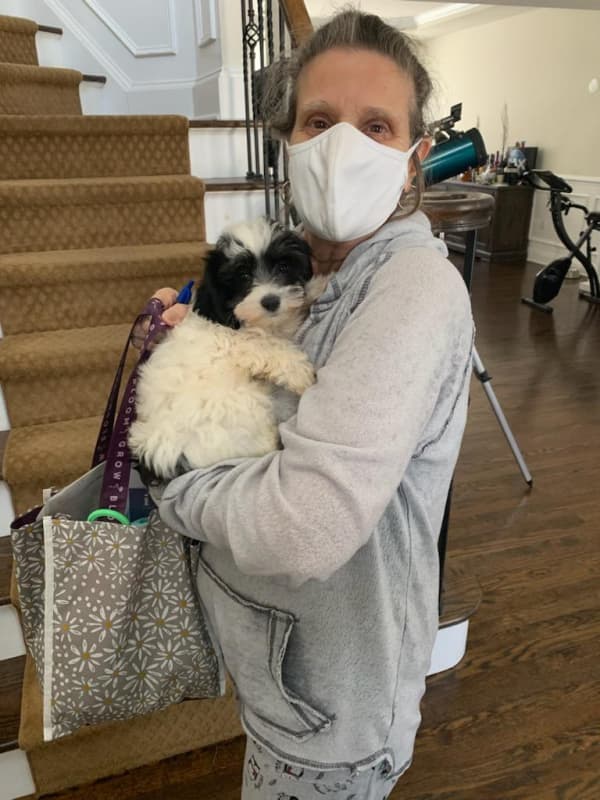 Customer photo of Havapoo puppy from Rosemarie C.