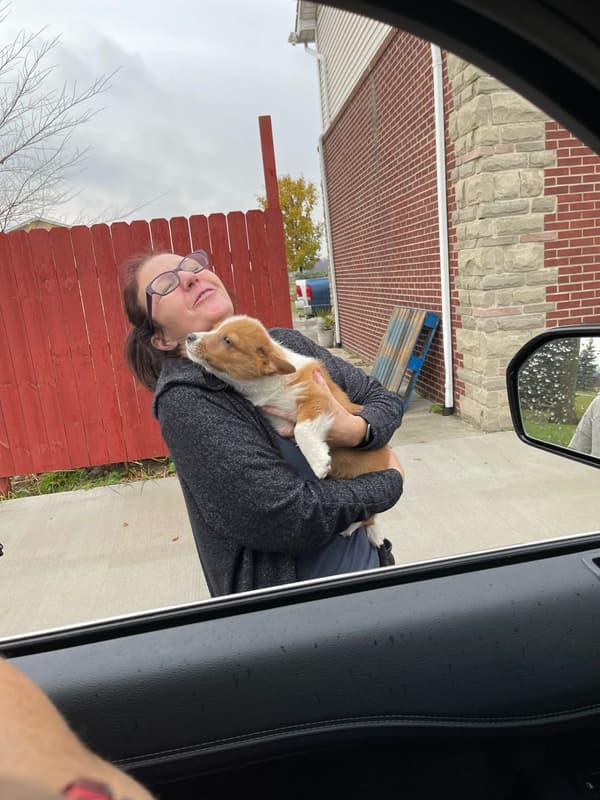 Customer photo of Corgi, Pembroke Welsh puppy from Tammy M.
