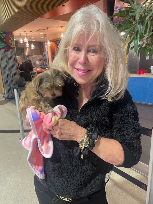 Customer photo of Yorkshire Terrier - Yorkie puppy from Karen B.