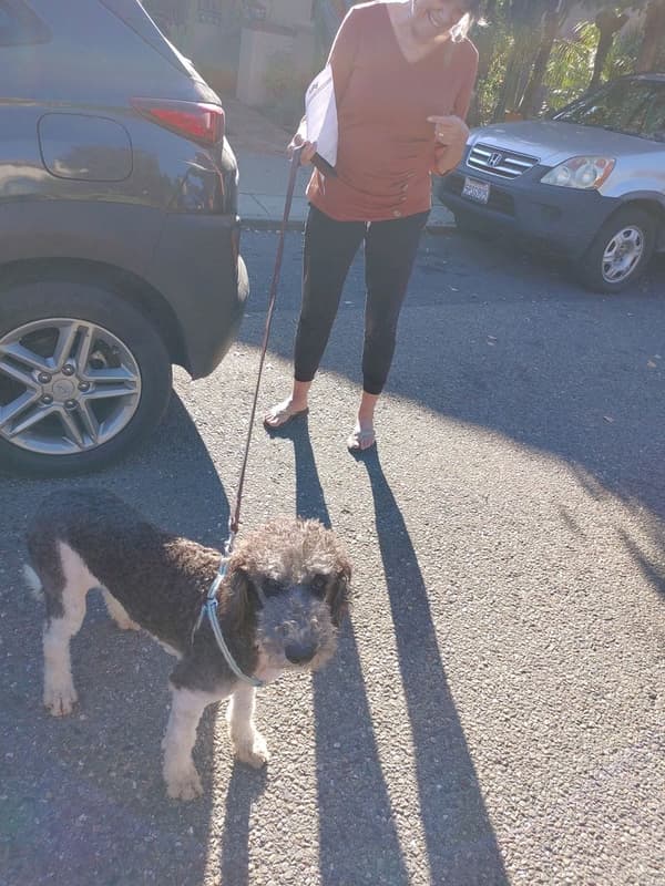 Customer photo of Double Doodle puppy from Jo R.