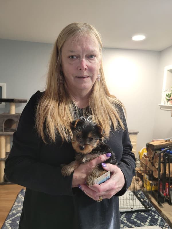 Customer photo of Yorkshire Terrier - Yorkie puppy from Theresa F.