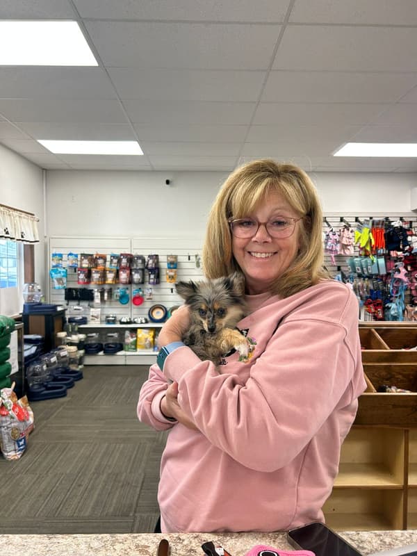 Customer photo of Pomeranian puppy from Lisa Crandall