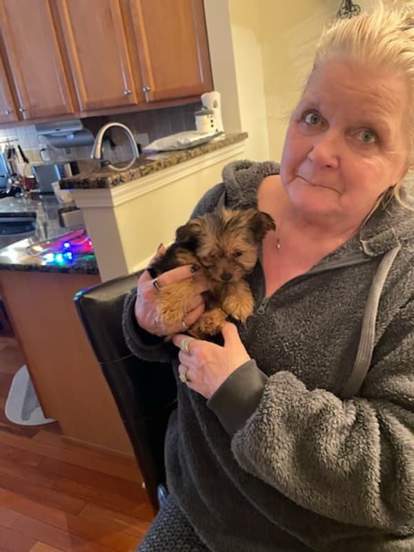 Customer photo of Yorkshire Terrier - Yorkie puppy from Diane D.
