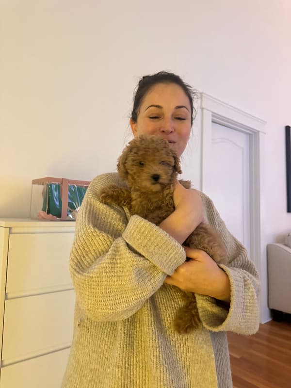 Customer photo of Malti Poo - Maltipoo puppy from Jelena R.