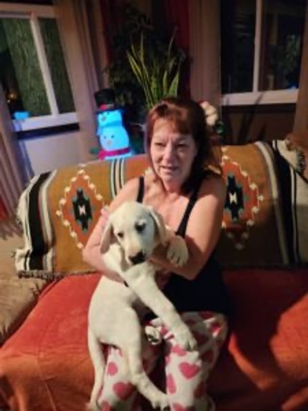 Customer photo of Labrador Retriever puppy from Therese G.
