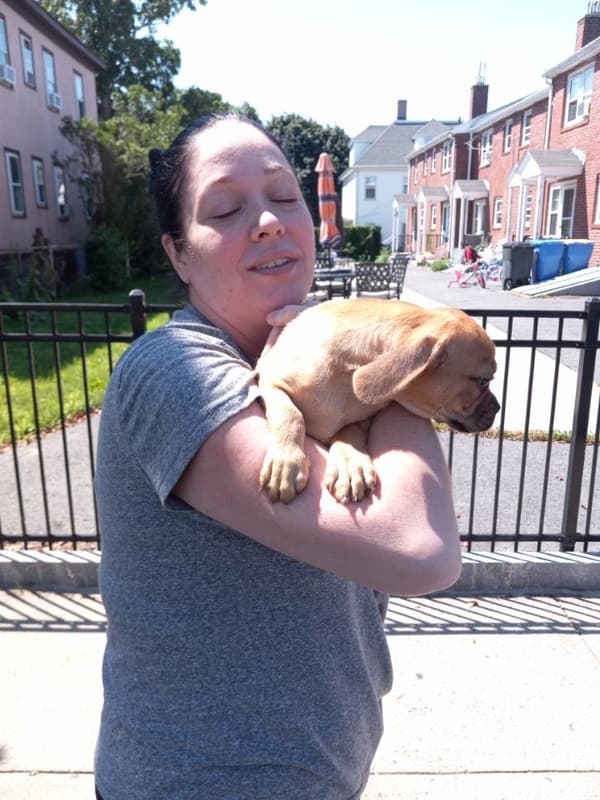 Customer photo of Puggle puppy from Krystal H.