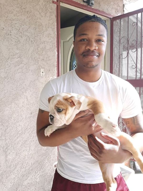 Customer photo of English Bulldog puppy from Chelsi R.