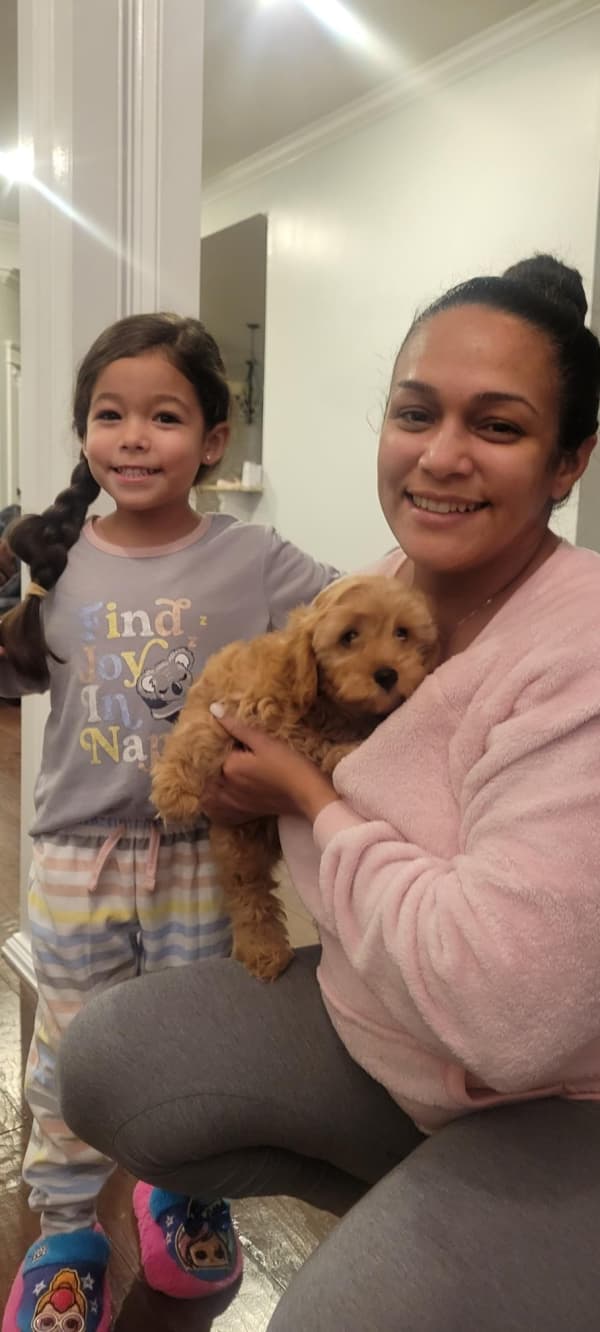 Customer photo of Cavapoo puppy from Alma H.