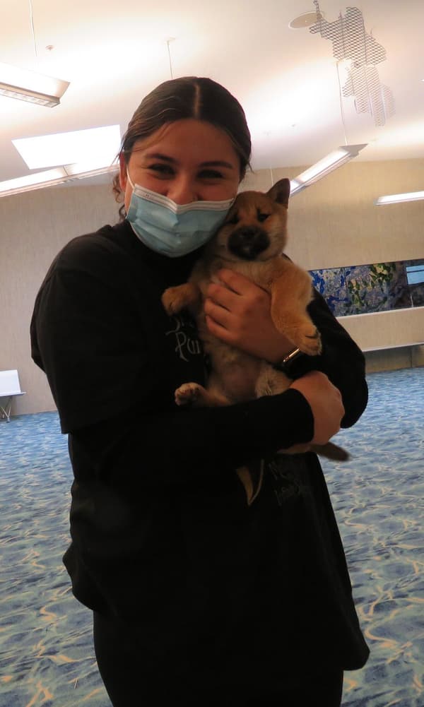 Customer photo of Shiba Inu puppy from Sharon S.