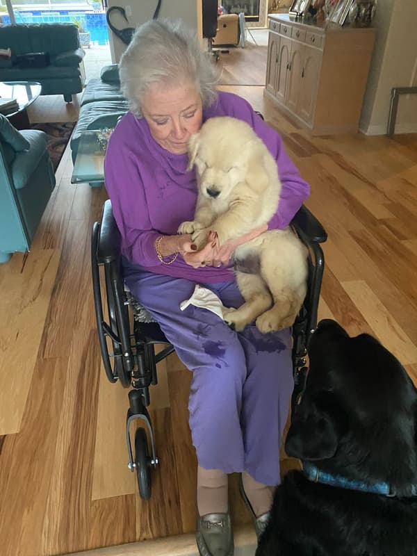 Customer photo of English Golden Retriever puppy from Pam M. 