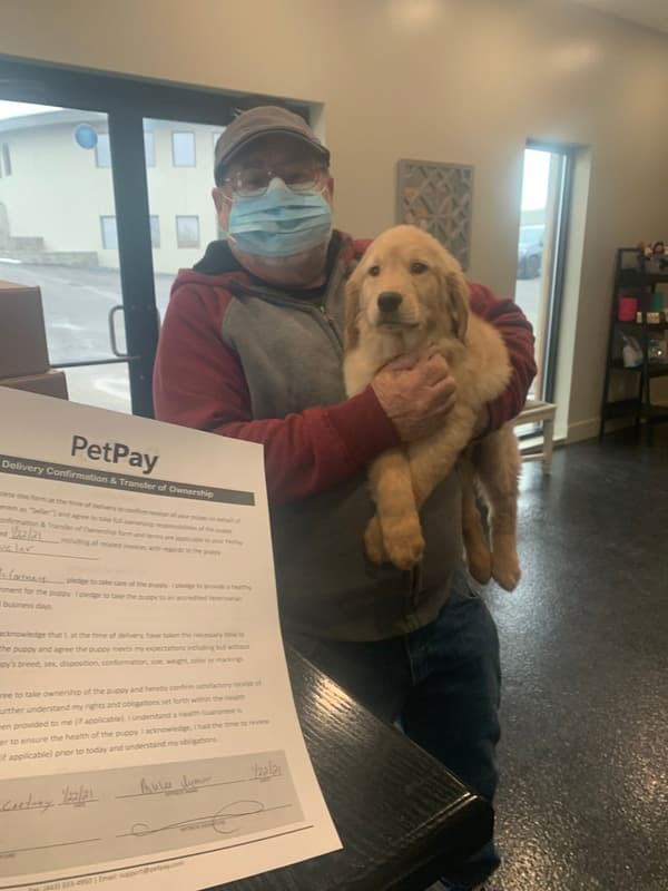 Customer photo of Golden Retriever puppy from Tim M.