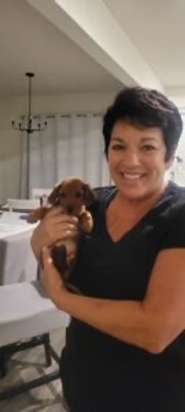 Customer photo of Dorkie puppy from Terri H.
