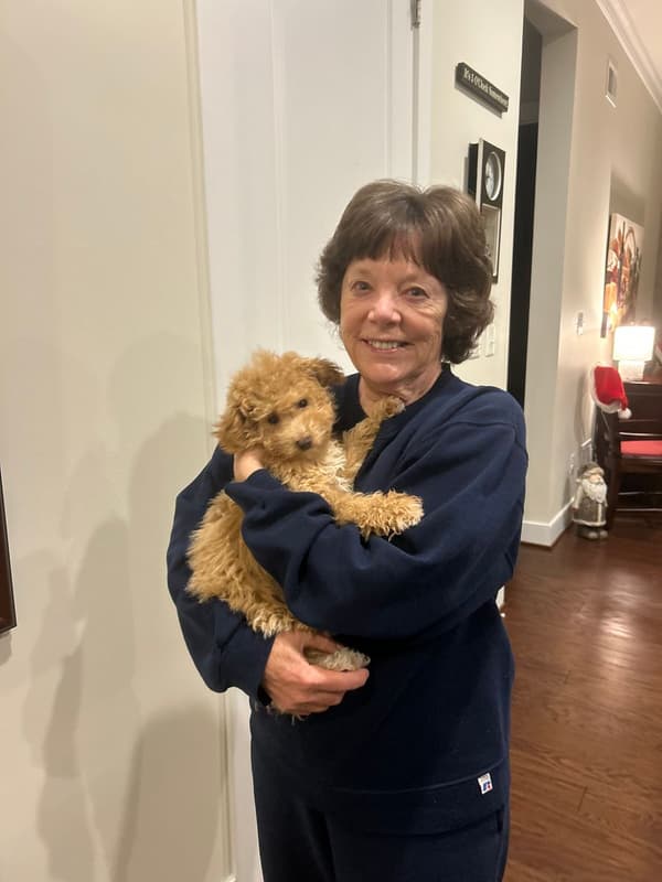 Customer photo of Bich-Poo - Bichpoo puppy from Dawn S.