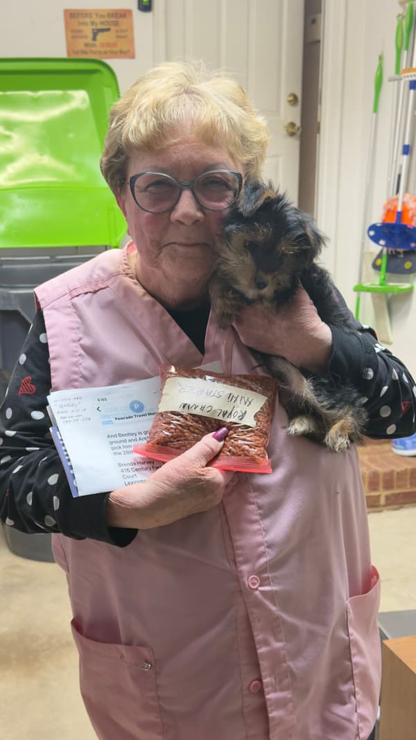 Customer photo of Yorkshire Terrier - Yorkie puppy from Brenda H.