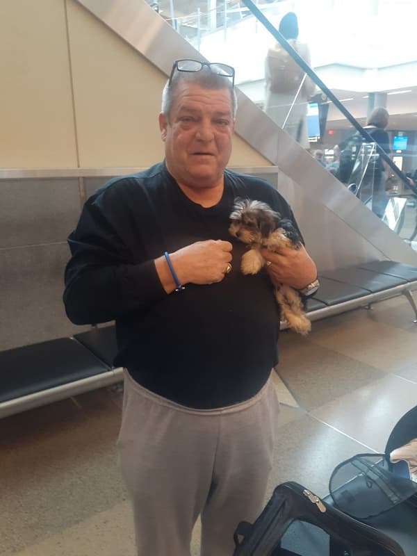 Customer photo of Morkie / Yorktese puppy from Weldon T.