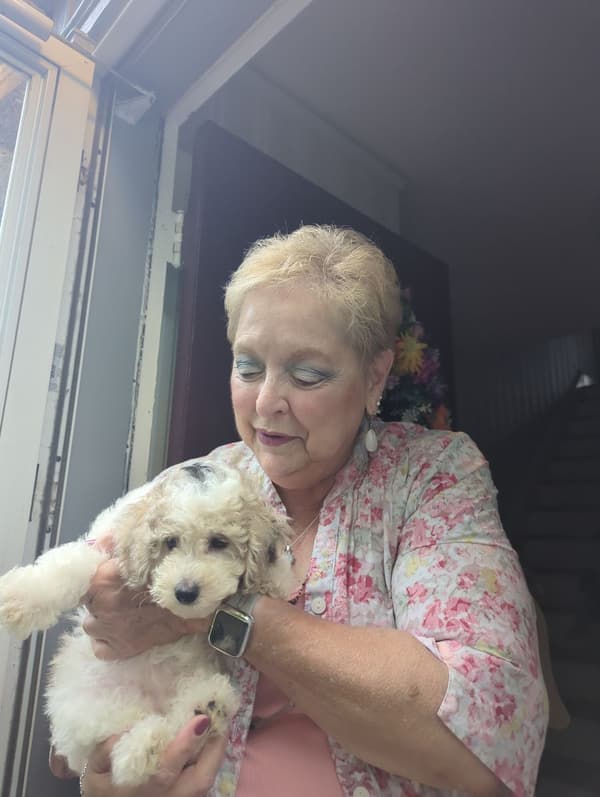 Customer photo of Malti Poo - Maltipoo puppy from Carol M.