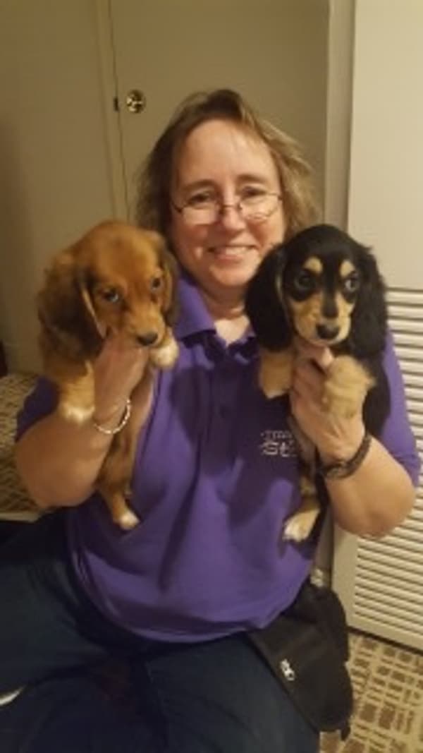 Customer photo of Dachshund, Mini puppy from Kim M.